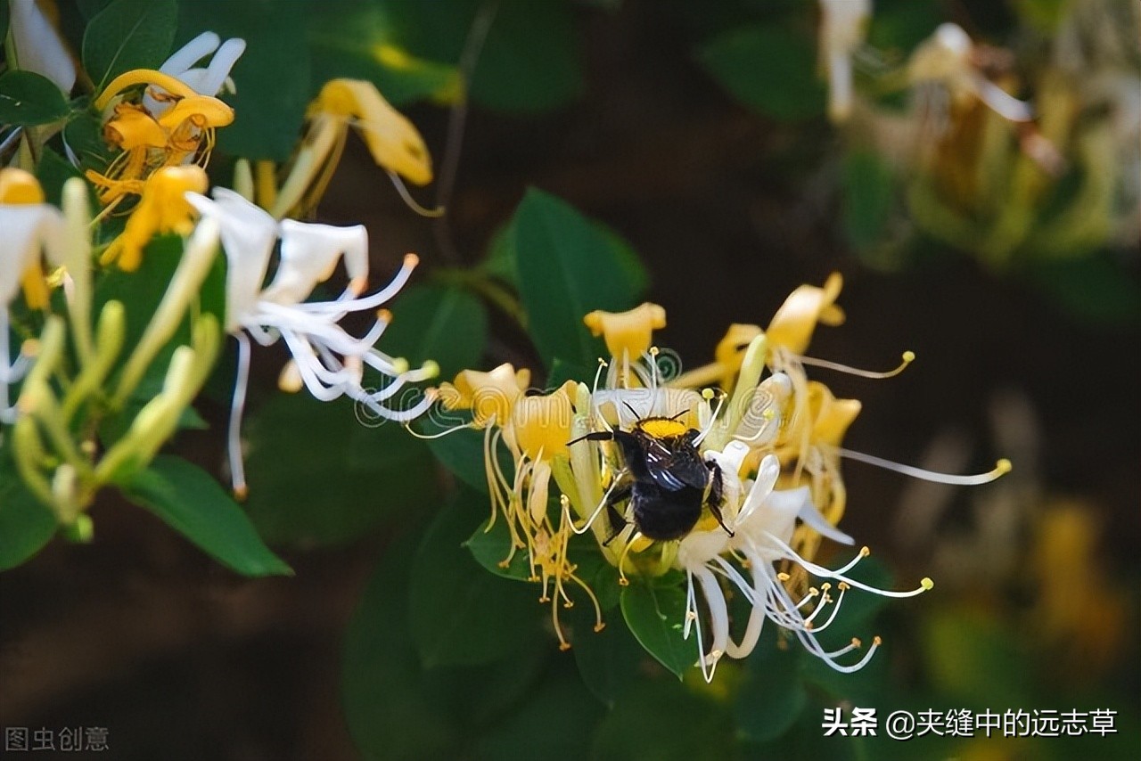 散结能手一味药泡水喝散各种结节,一个方子缓解结节息肉