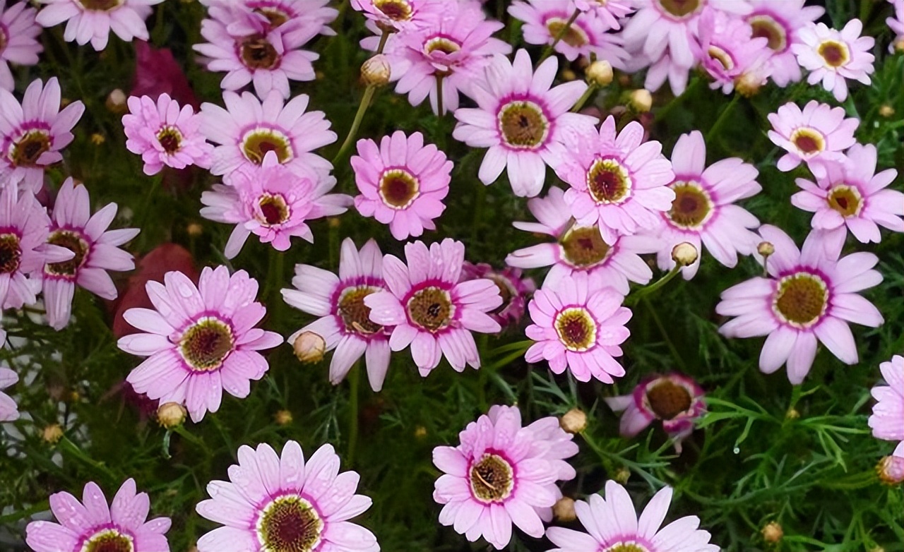 黄雅莉院子视频,黄雅莉在北京的房子