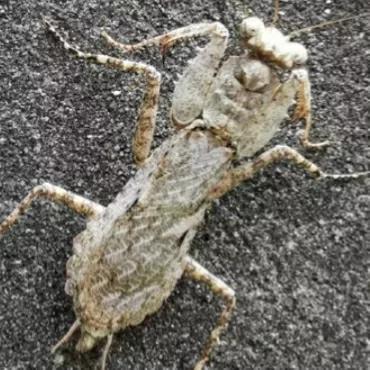 螳螂吃掉自己丈夫的头,螳螂为什么吃掉配偶螳螂吃蛇