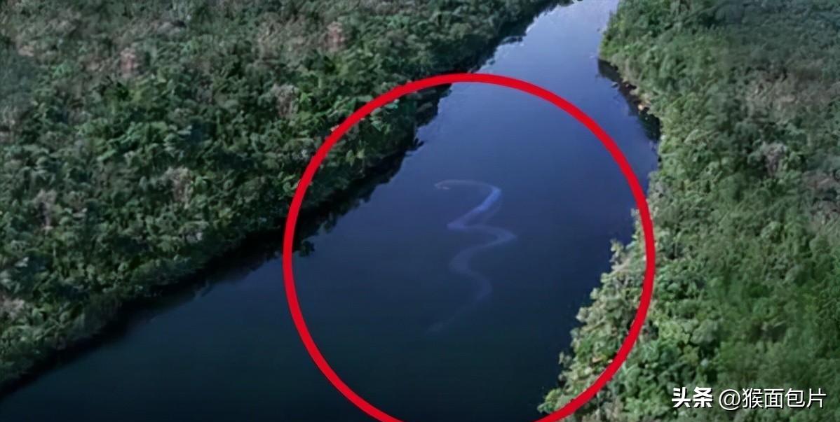 亚马逊雨林生存100天,亚马逊雨林生存楚河