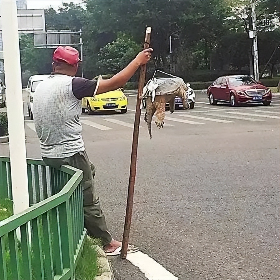 买了一只乌龟有什么预兆,路边800块钱买6只大乌龟