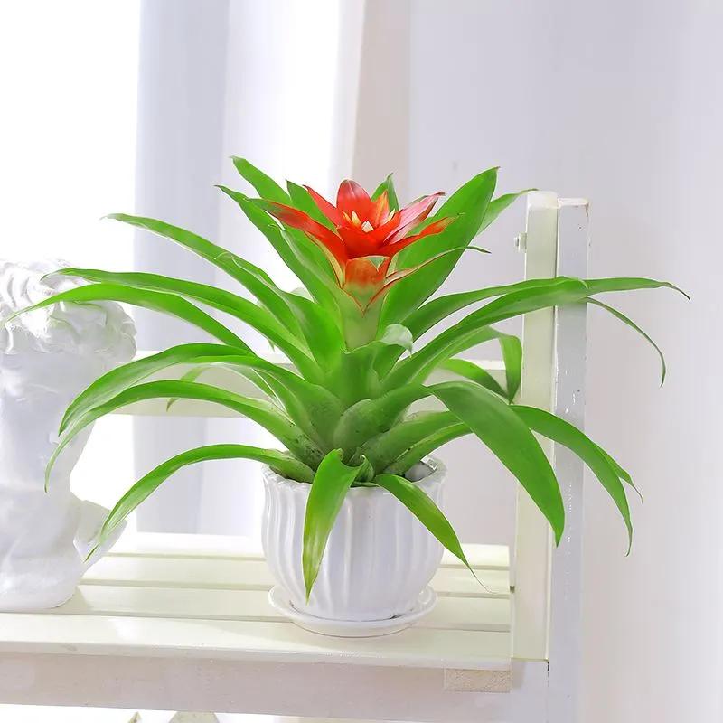 最适合室内水培的10种植物,15种最好养的家居植物