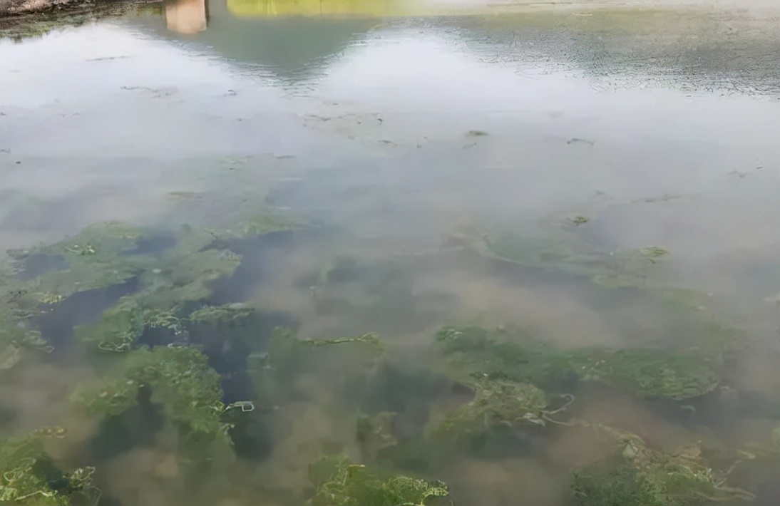 虾塘青苔去除不伤水草的最好办法,蟹塘水草有青苔怎么办