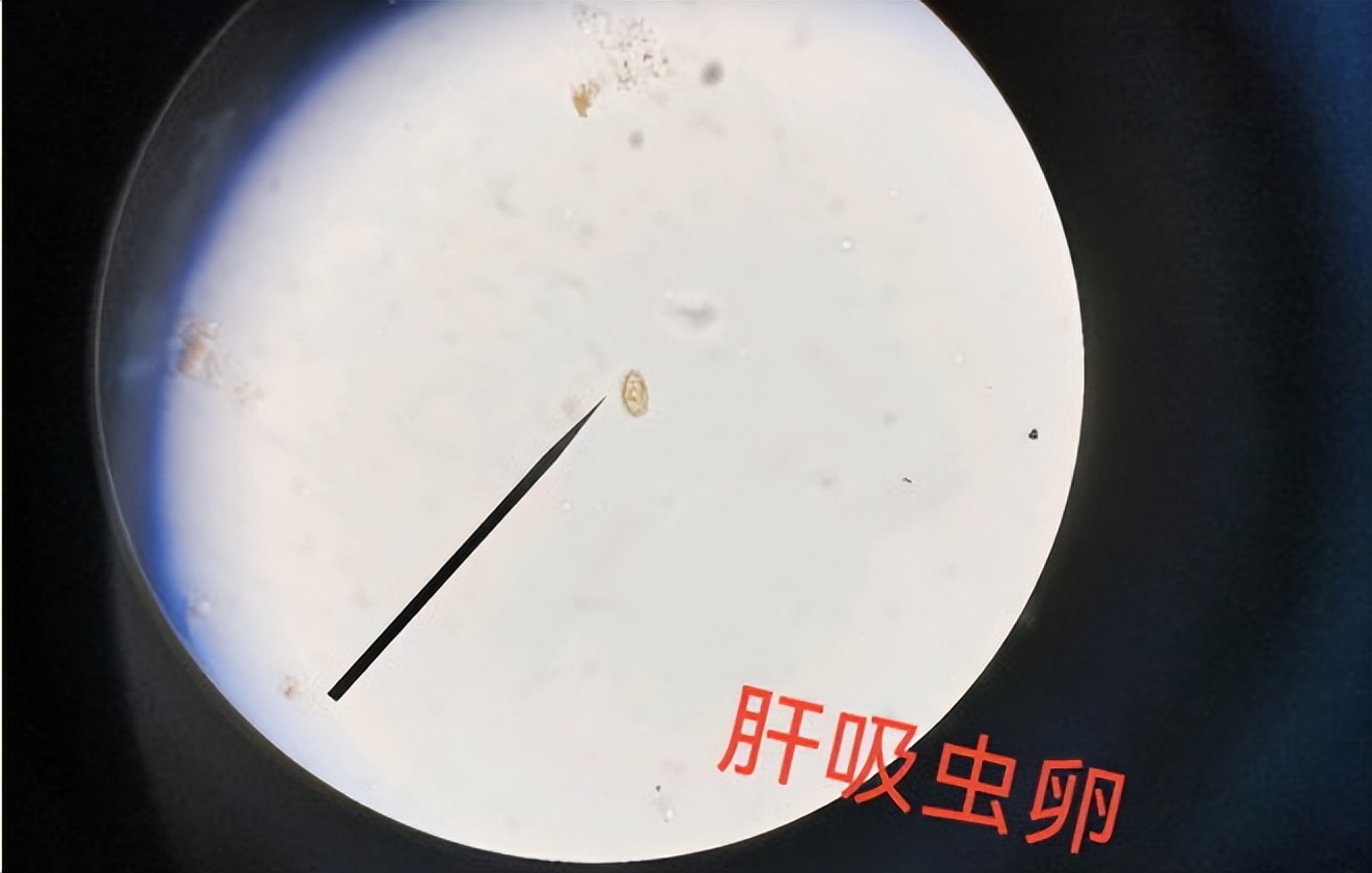 菜市场最脏的五种鱼有钳鱼吗,菜市场最脏的五种鱼你知道吗