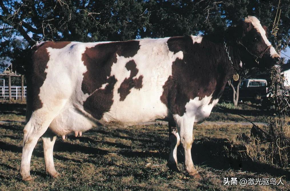 奶牛科普知识,奶牛的分类和作用
