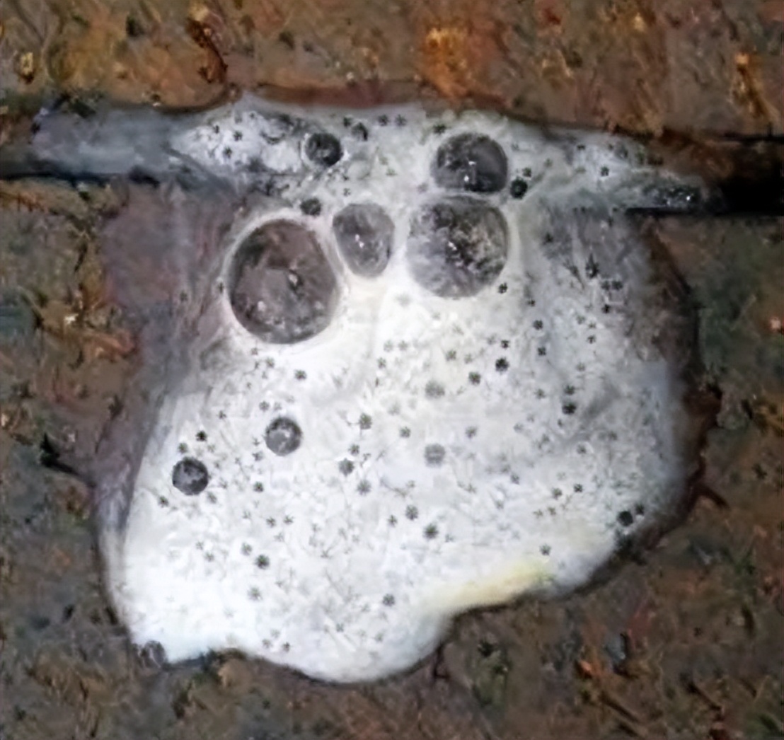 养猫的烦恼家里面好多猫毛怎么办,养猫烦恼