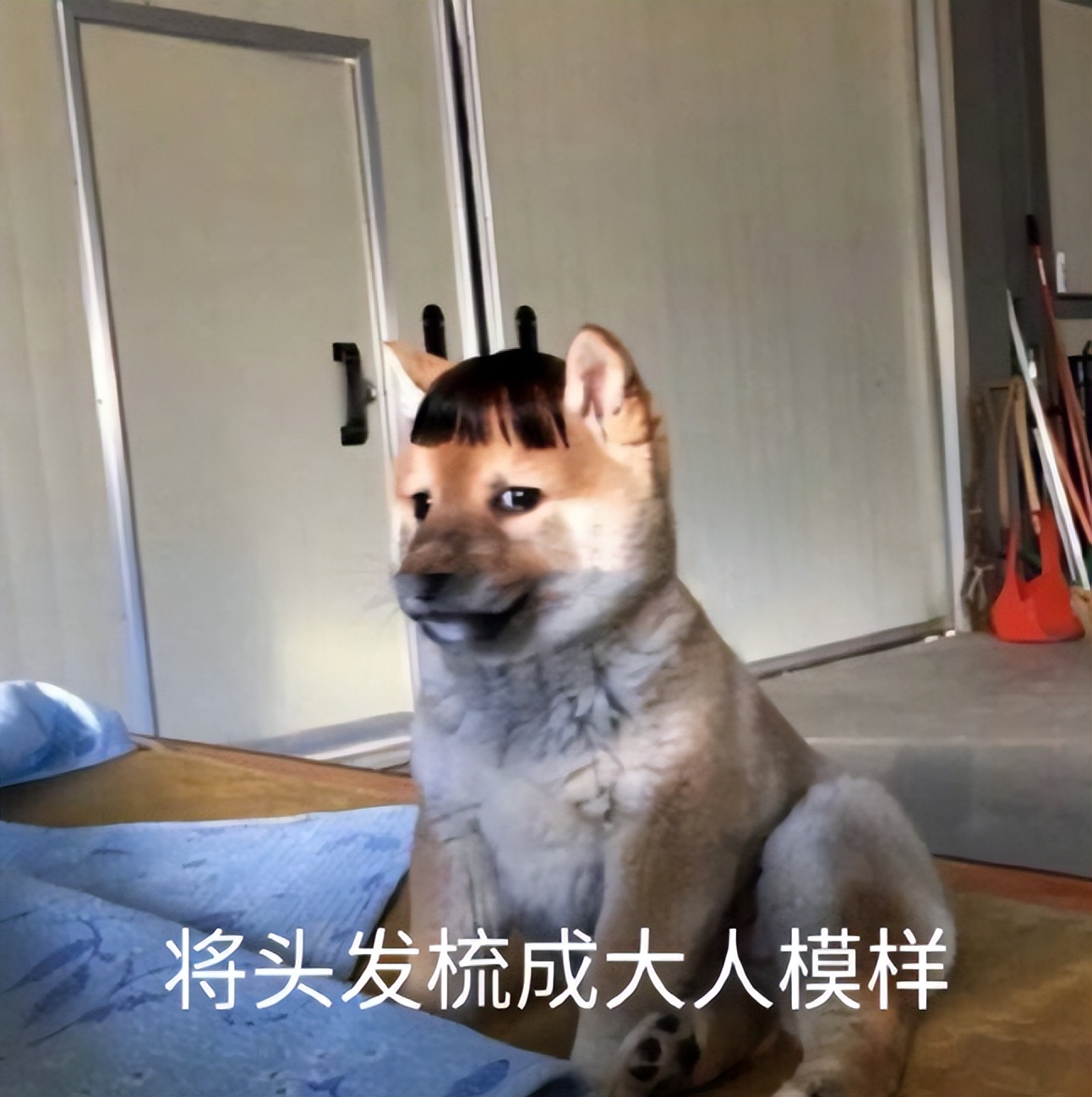 七匹狼腰带大人,七匹狼新款潮流腰带