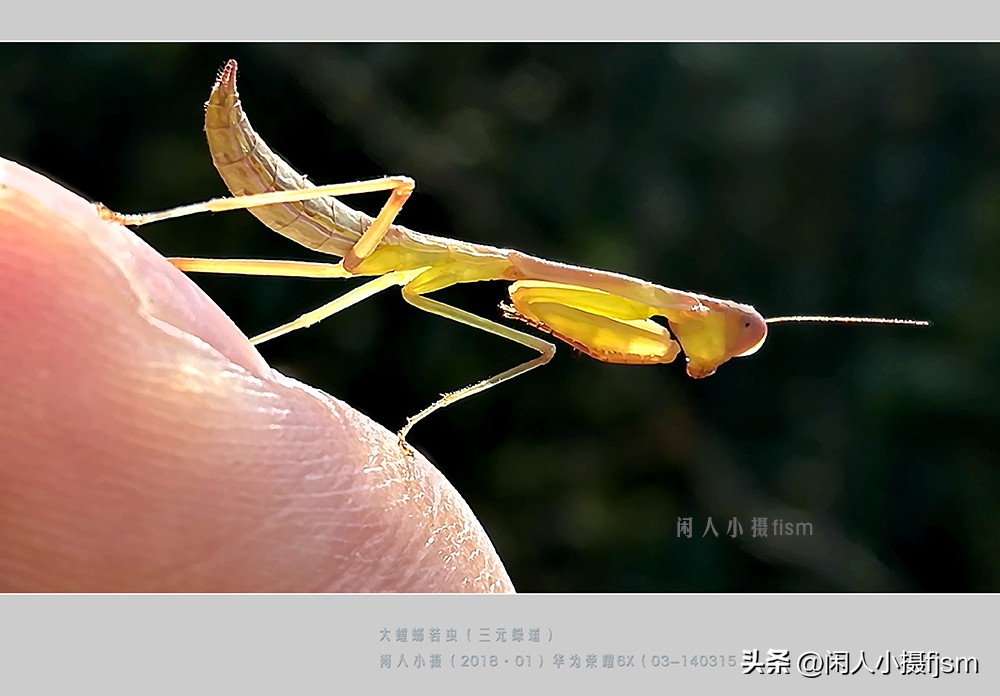 手机拍摄微距人像教程,关于手机微距摄影的一些小技巧