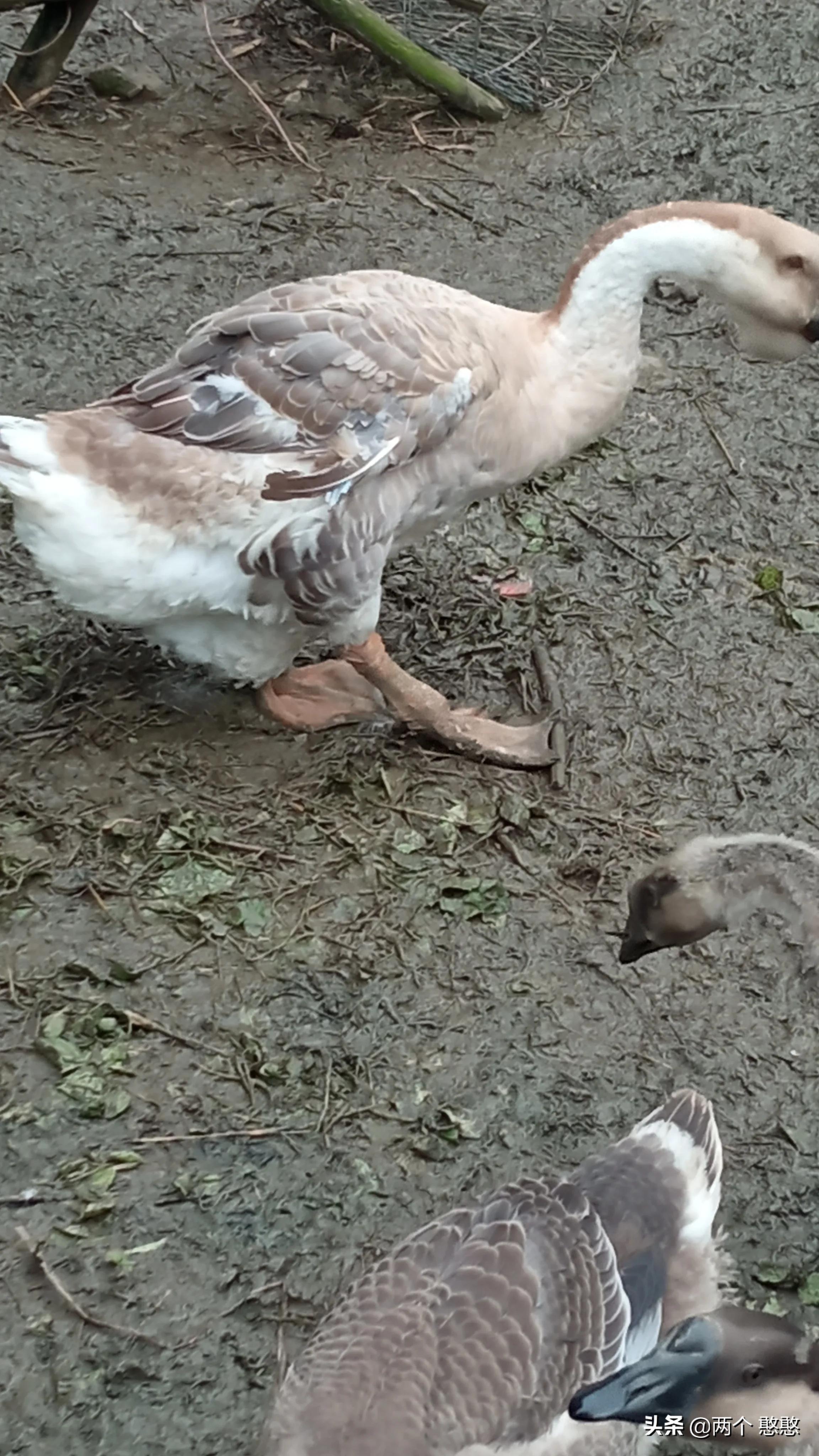 养狮头鹅和婆罗门鸡,狮头鹅vs火鸡和婆罗门鸡