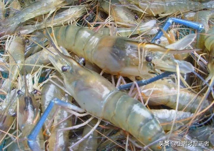 水煮虾的正确水煮方法,水煮虾子的煮法