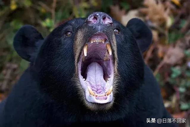 北大荒往事：猎人邻居姜叔同我讲猎杀黑熊，一个细节让他放下*器武**