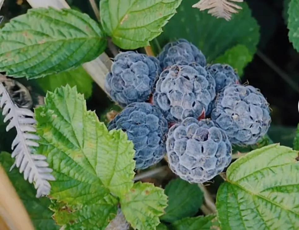 农村的野果都有哪些,农村独有的野果长什么样