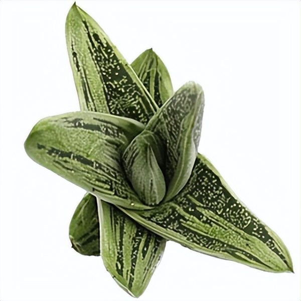 102个大类近500个多肉植物图片，都极其美丽，建议在家中也养一盆