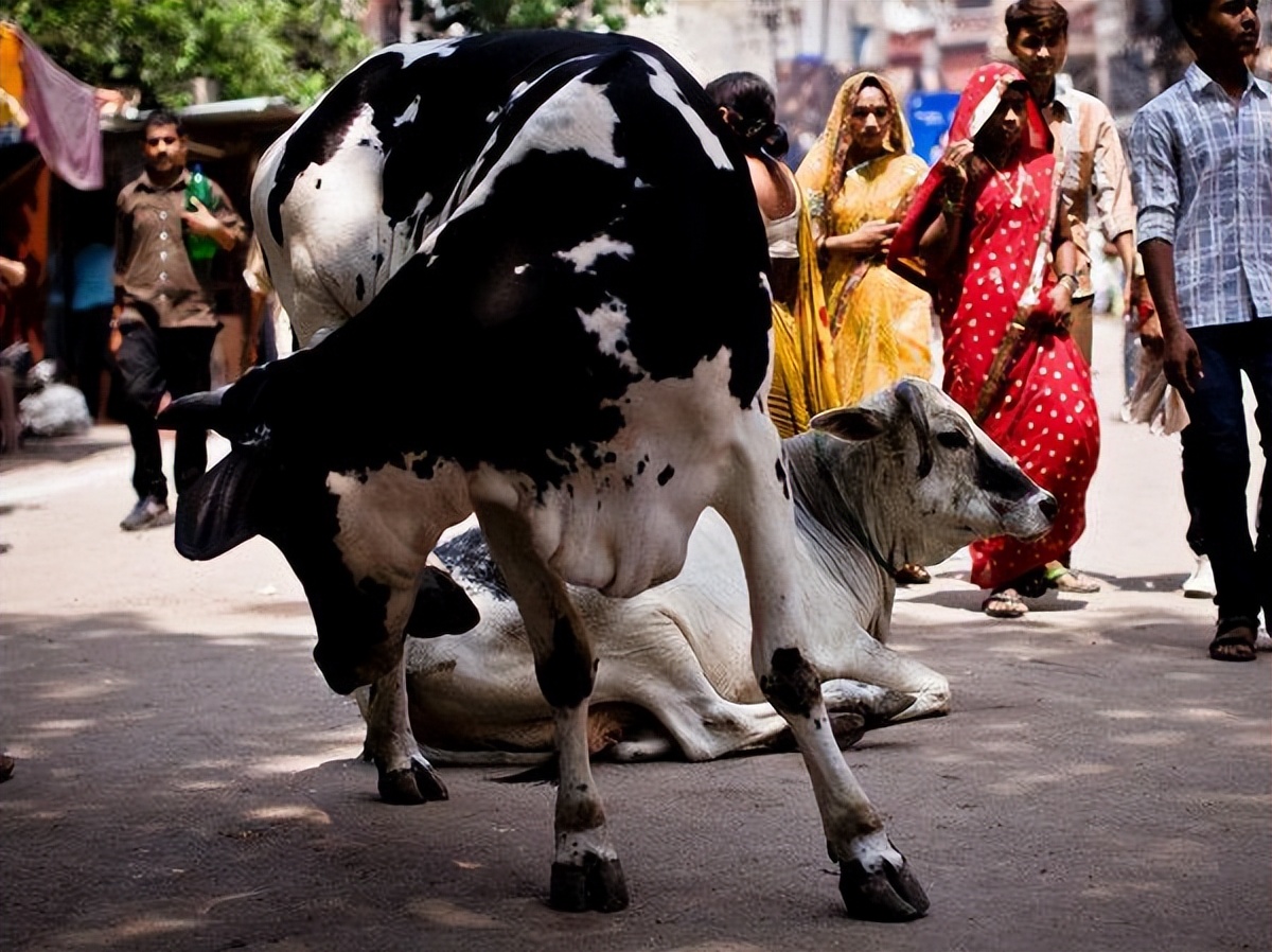 印度的牛粪饼是干什么用的,印度牛粪饼网上热销一度卖到断货
