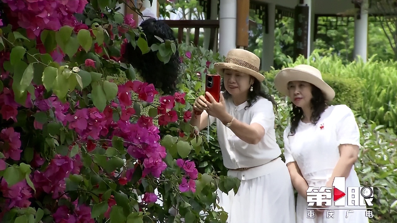 期待已久的三角梅绚丽多彩,街边的红紫三角梅艳丽开放