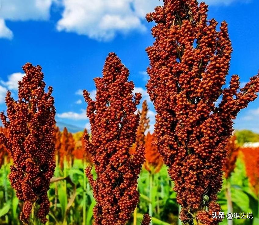 1杯白酒几两,一杯白酒多少啤酒合适