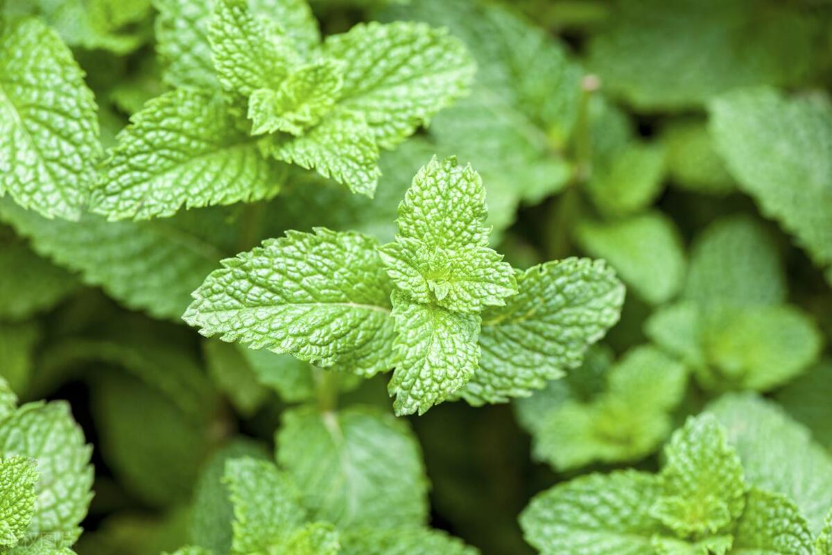 薄荷有虫如何除去,薄荷有小白虫还能吃吗