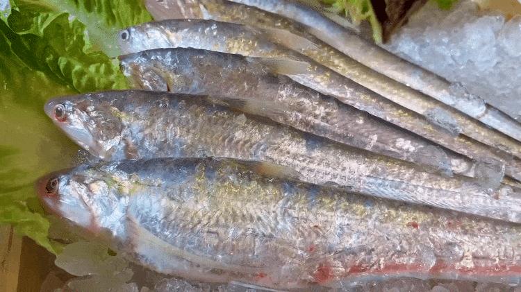 刀鱼尝鲜季,刀鱼尝鲜