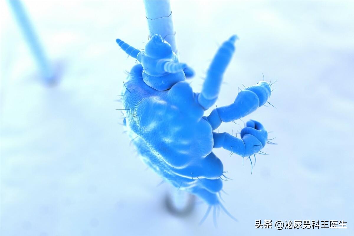 阴虱为什么难治疗,阴虱为什么难发现