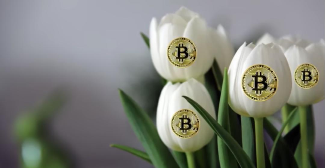 现在的荷兰是怎么崛起的,荷兰为什么这么富