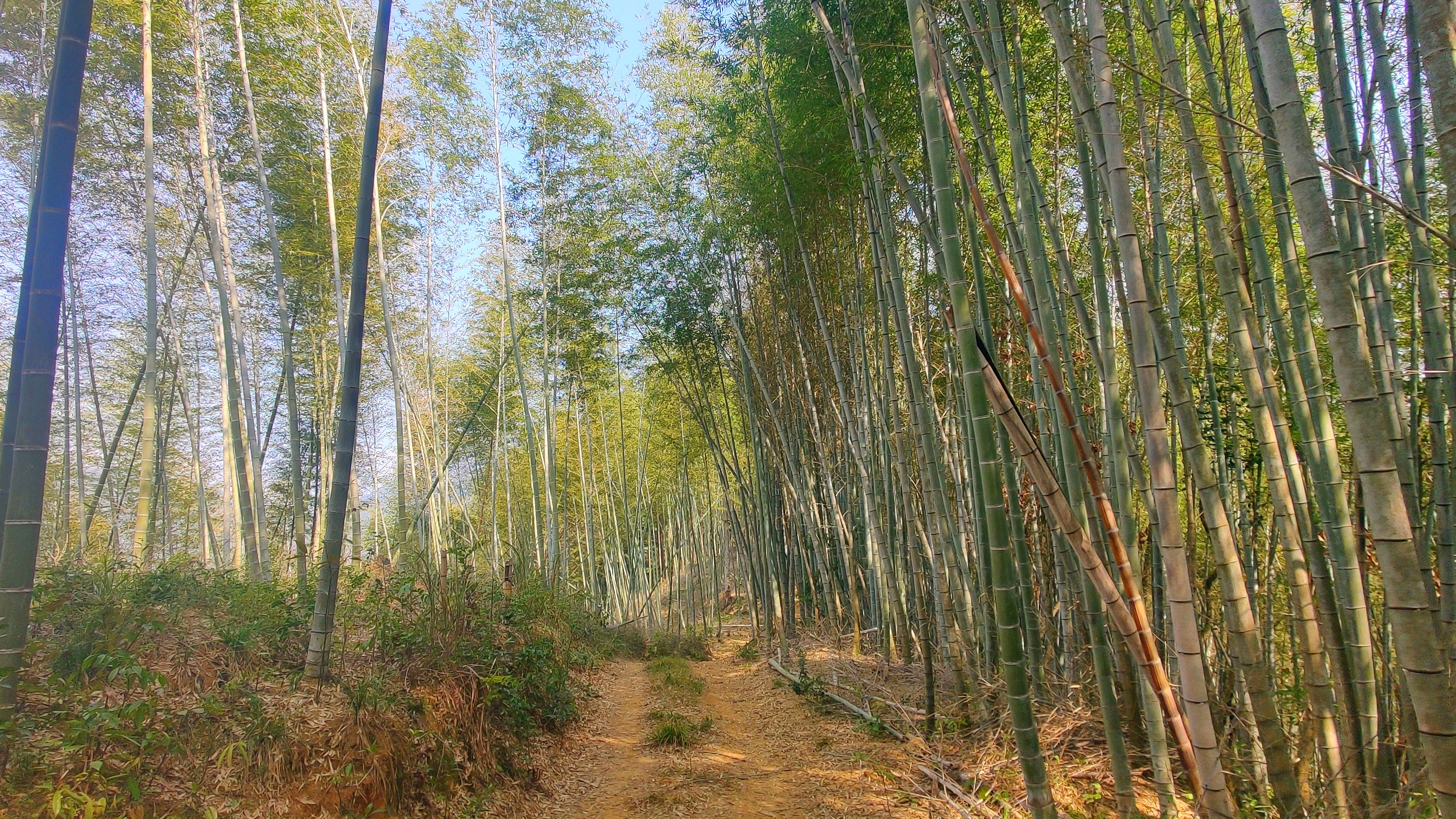 徒步三叠井森林公园，拥抱采兰溪，走进大自然