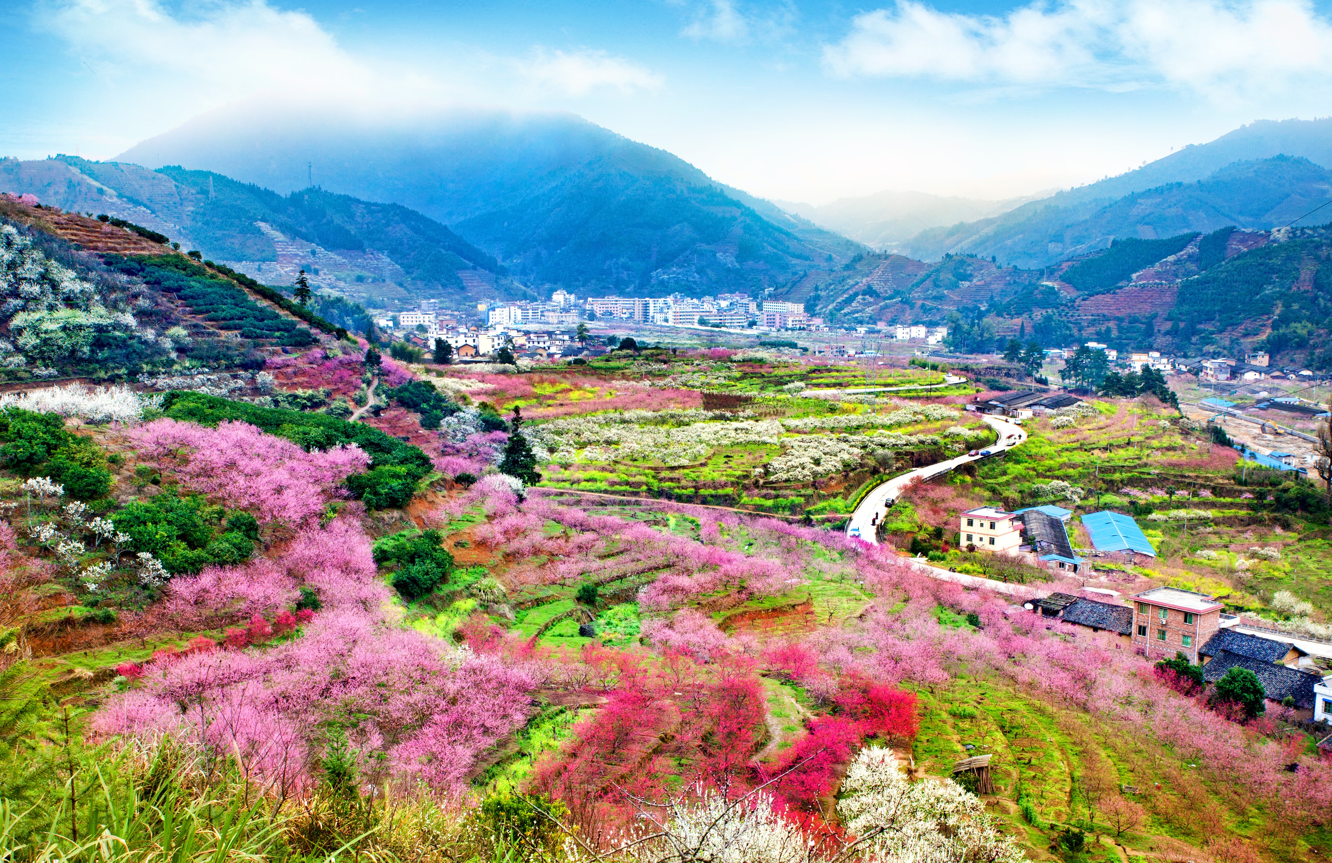 乡村振兴当时：农村电商让乐昌柰李变身致富“黄金果”