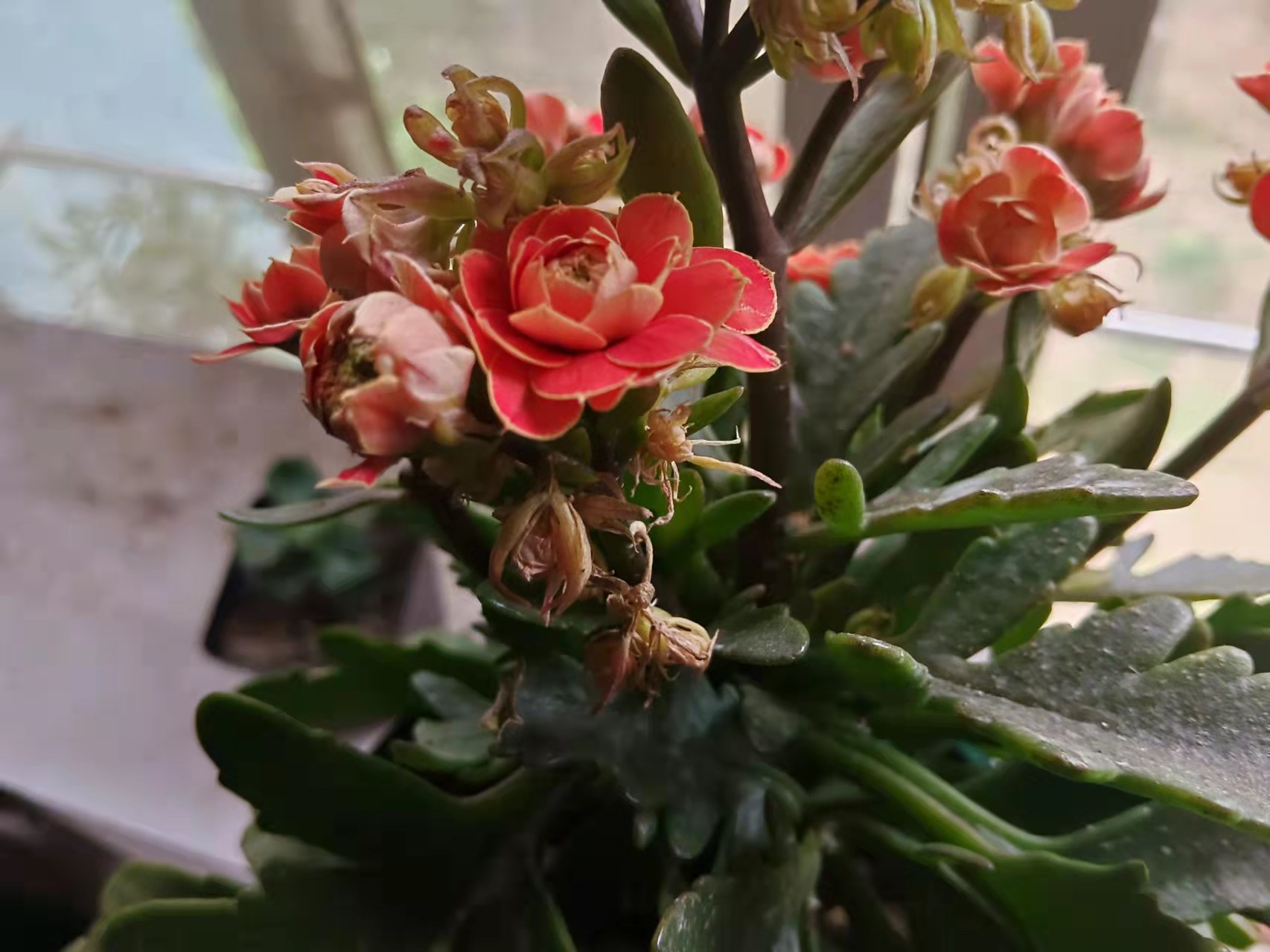 刚网购的长寿花需要怎么处理,网购有花苞的长寿花怎么处理