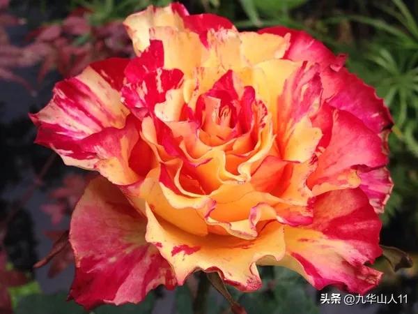 微型月季品种价格是多少 (微型月季品种有哪些)