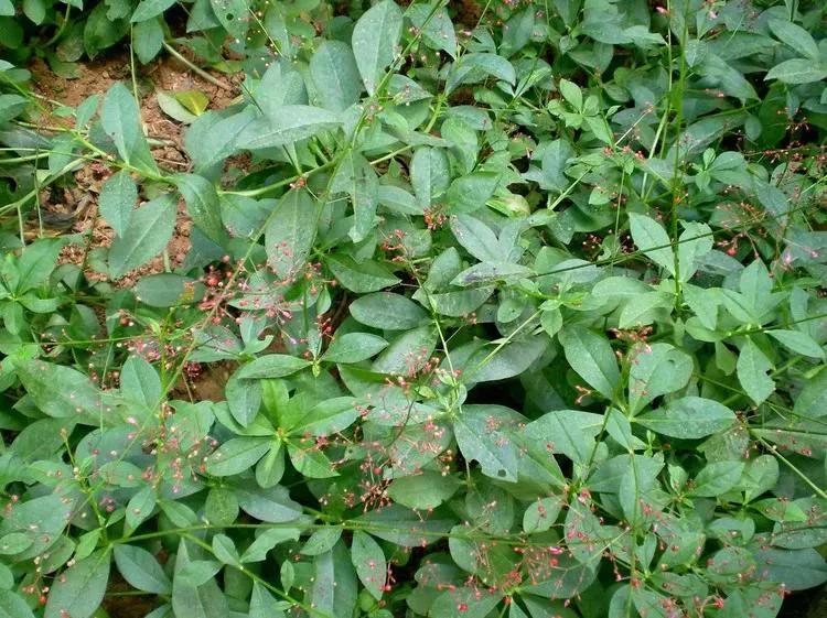 假进口正官庄高丽参,红参冒充高丽参