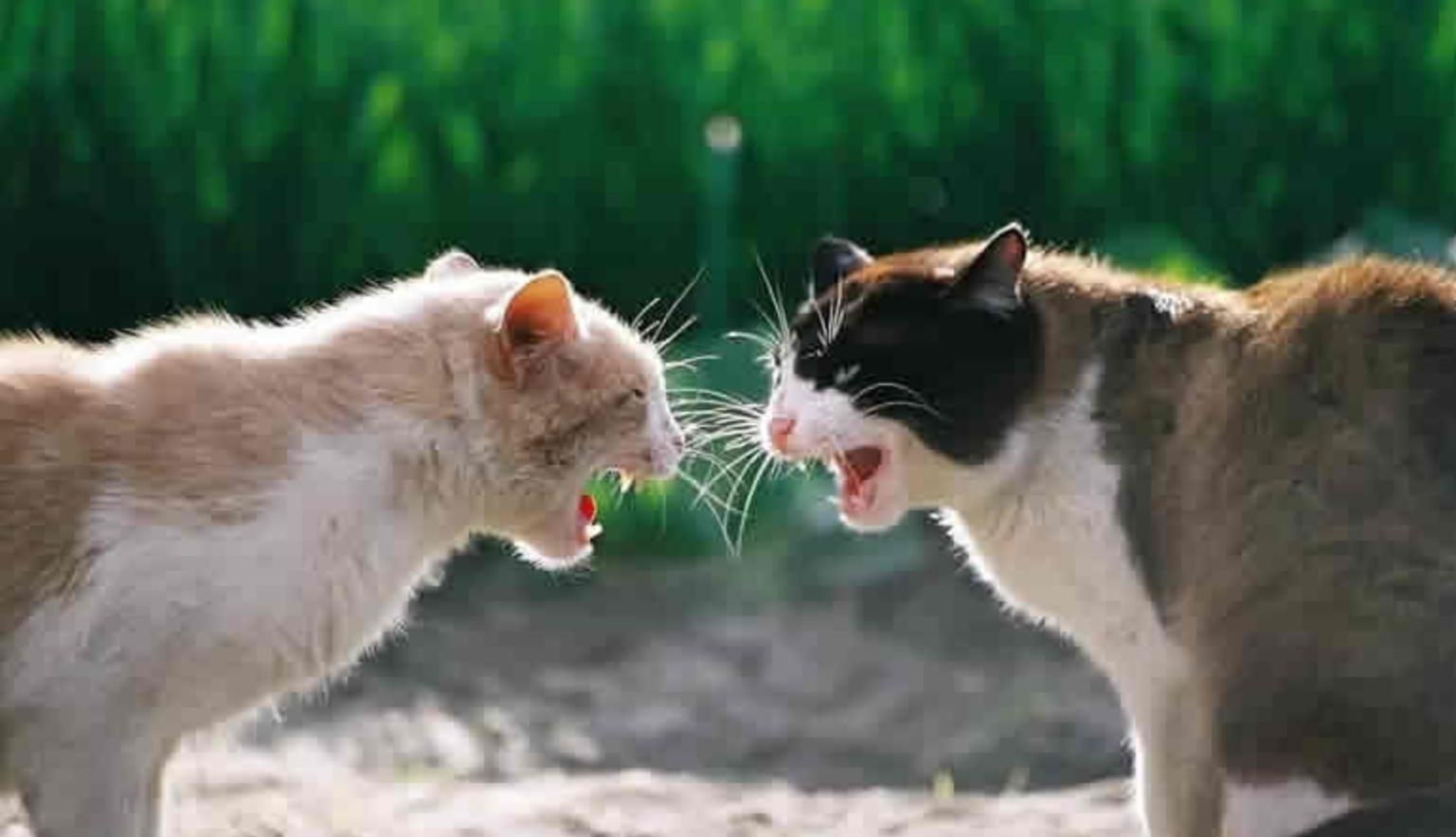 翻脸不认猫,成年母猫和公猫会打架吗