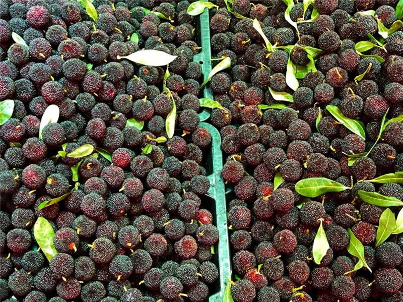 浜戝崡鎬掓睙鍗佸ぇ蹇呭悆缇庨,浜戦鍝佸皾鑸屽皷涓婄殑绾㈡渤