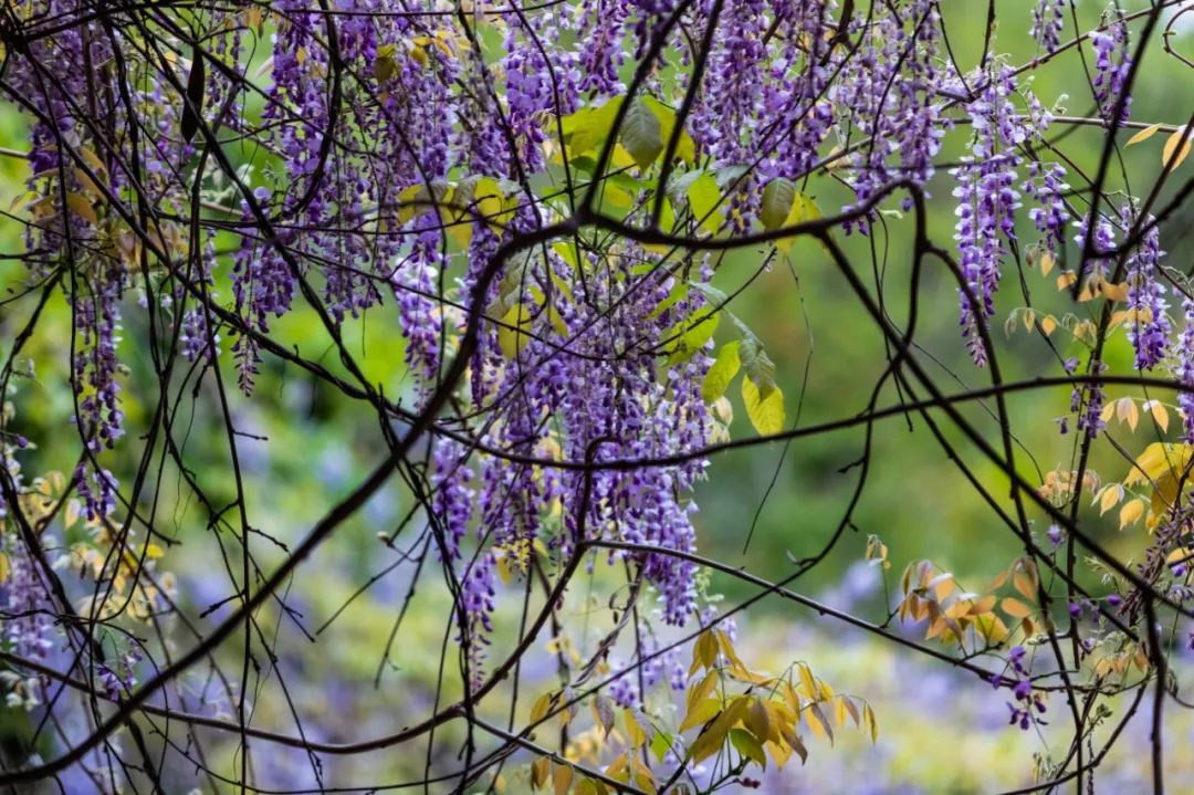 听我的，四月的杭州才是浪漫天花板。
