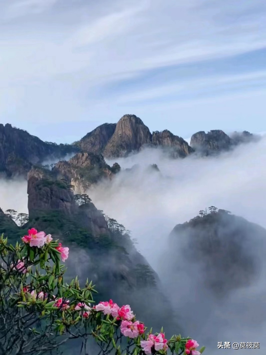 贵州省的省花叫什么名,贵州各个县的县花