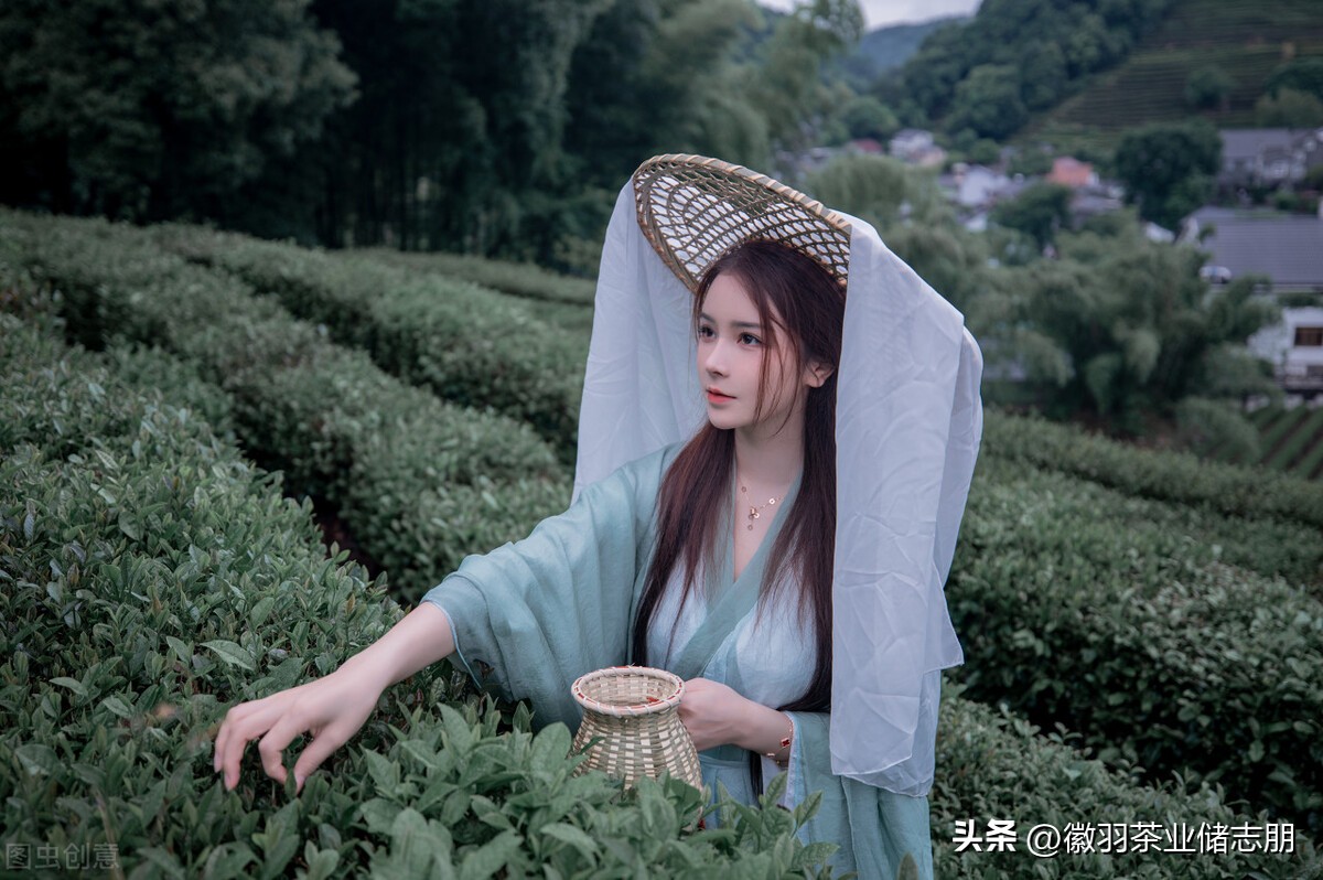 购买茶的正确方法,学会这几招买茶不踩坑