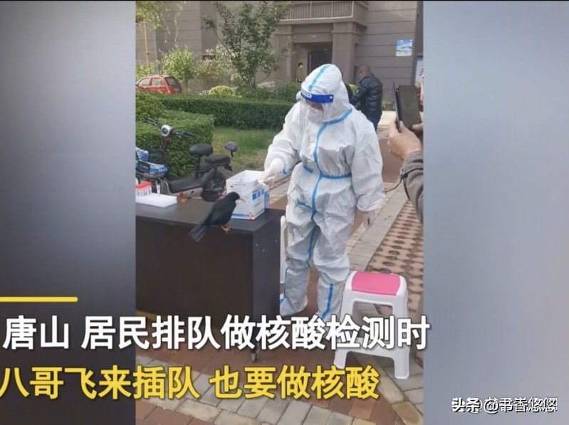 一只八哥飞来“插队”核检,一只八哥飞来插队