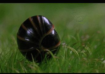 头皮发麻！哈尔滨一村子一夜之间，有毒黑虫爬满街道，咬人咋办？