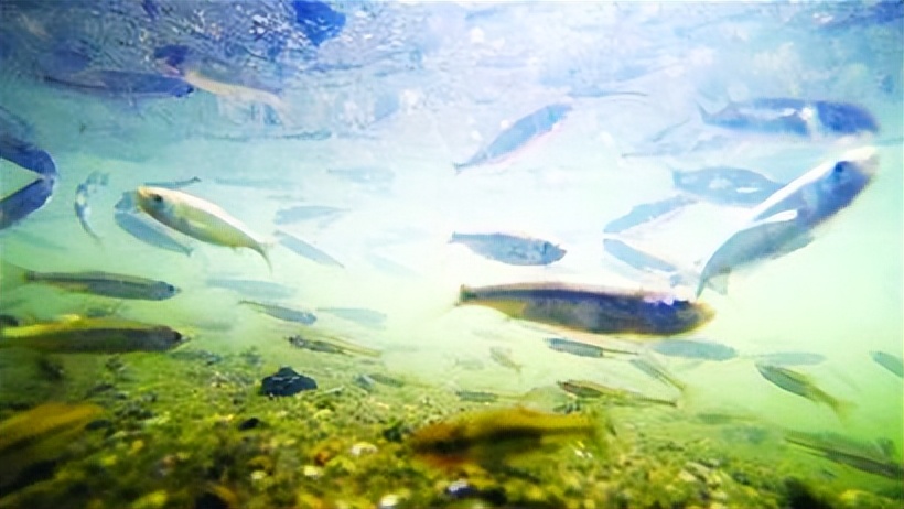 野钓白条鱼很简单教你4个钓法,钓白条鱼的最佳时间秋季钓白条