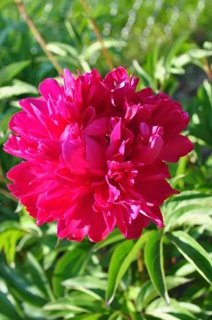 一花一世界一念一佳人的图片,一花一世界一叶一春秋图片