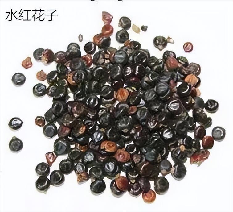 小腿静脉曲张已经肿胀怎么治,金匮要略下肢静脉曲张