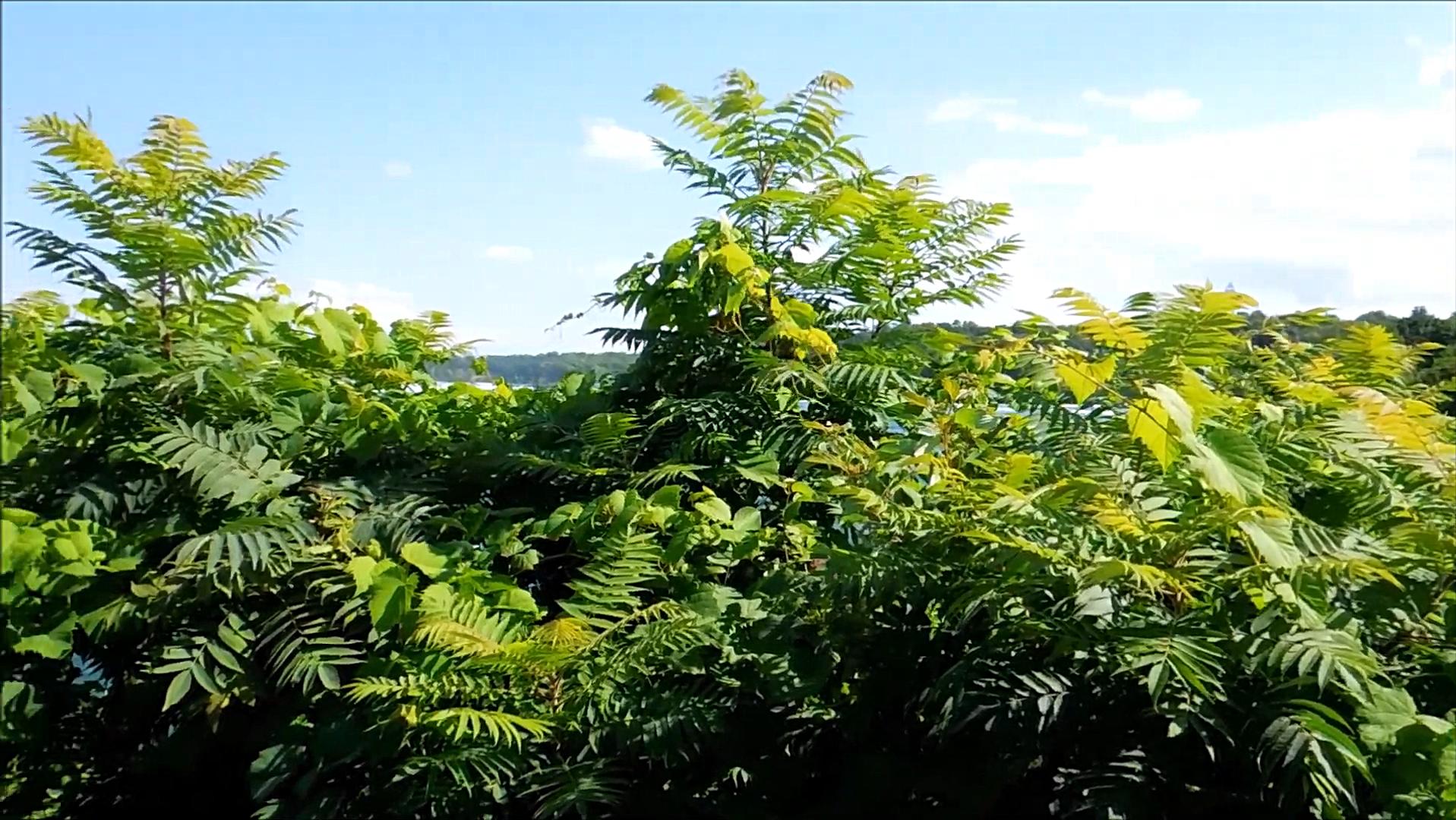 臭椿在美国泛滥成灾,臭椿树在国外泛滥成灾