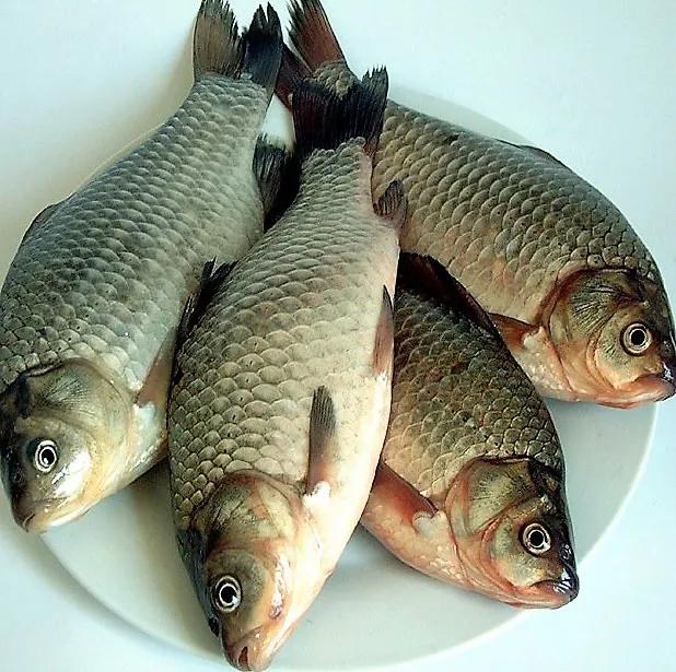 中国常见的淡水鱼全部图片,史上最全的淡水鱼图集