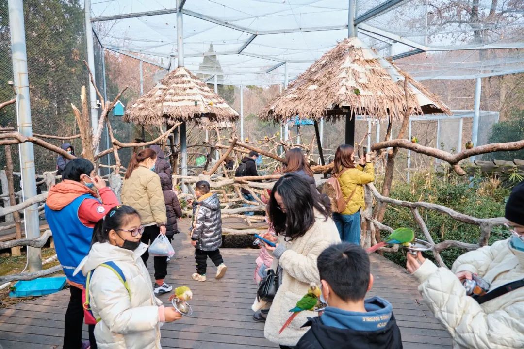 红山动物园亏损3千万网友很着急,近两年疫情原因导致亏损如何翻身