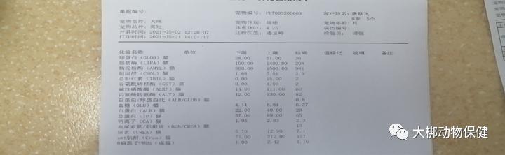 猫咪胃出血什么原因,猫咪胃炎需要怎么治疗