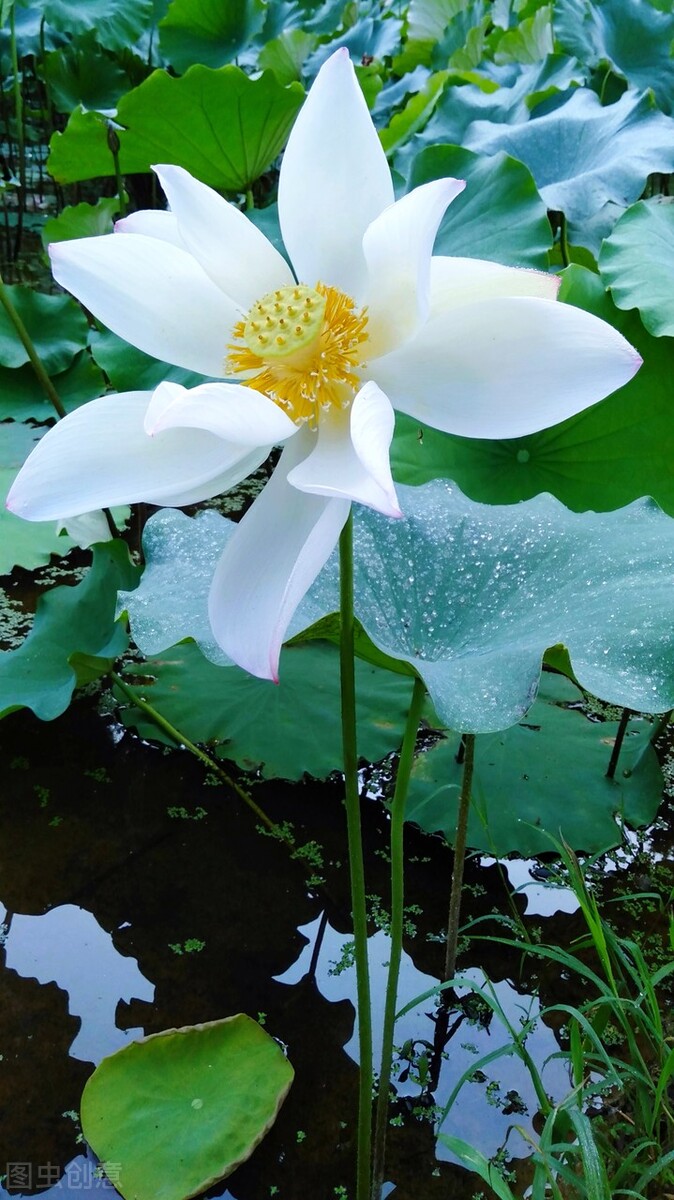 荷花图片禅意荷花,最美意境荷花图片大全