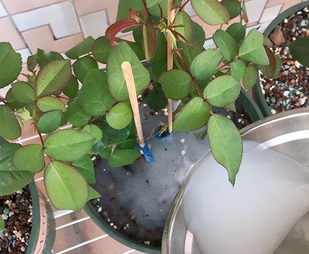 盆土返碱发白怎么洗,园艺换盆技巧