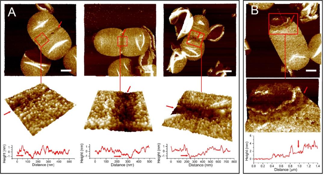 山东大学学术研究部,山东大学的学术成就