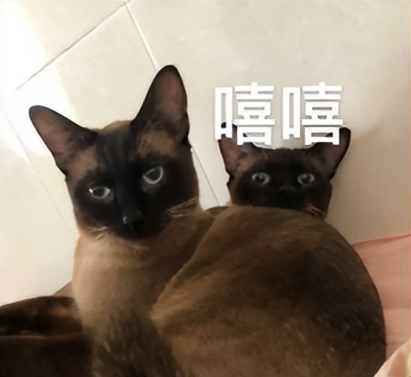 你以为你养的中华田园猫,家里养了中华田园猫