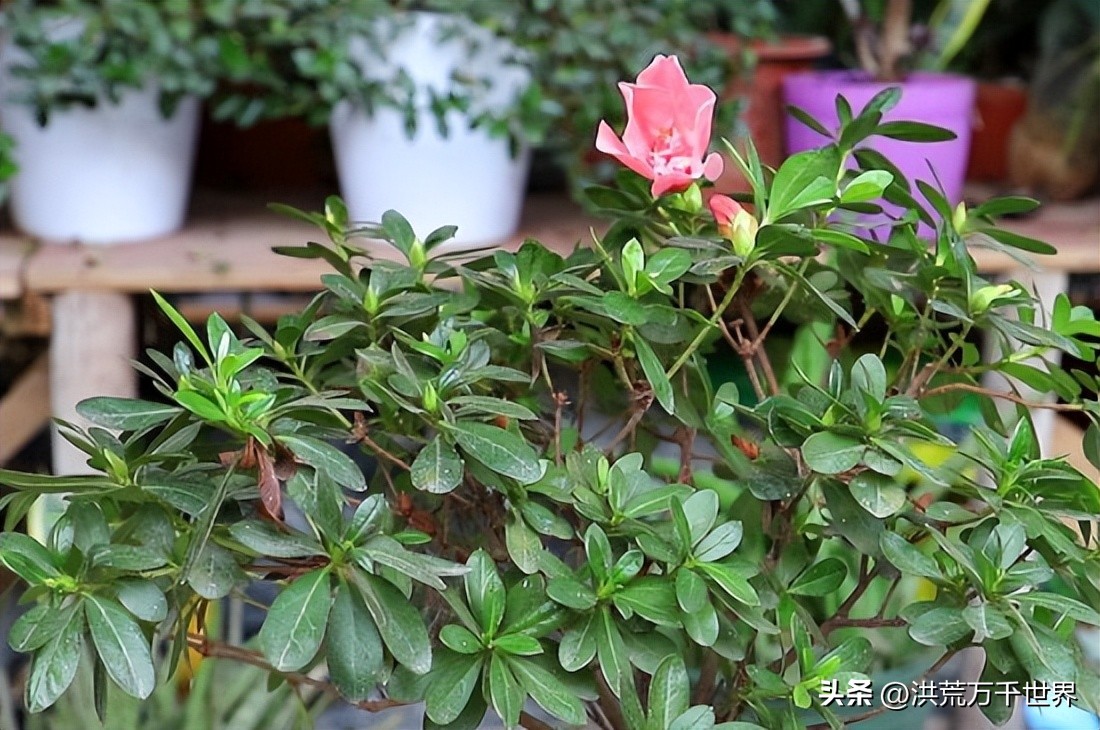 杜鹃花换盆后花蔫了咋补救,杜鹃花突然花全部蔫了是什么原因