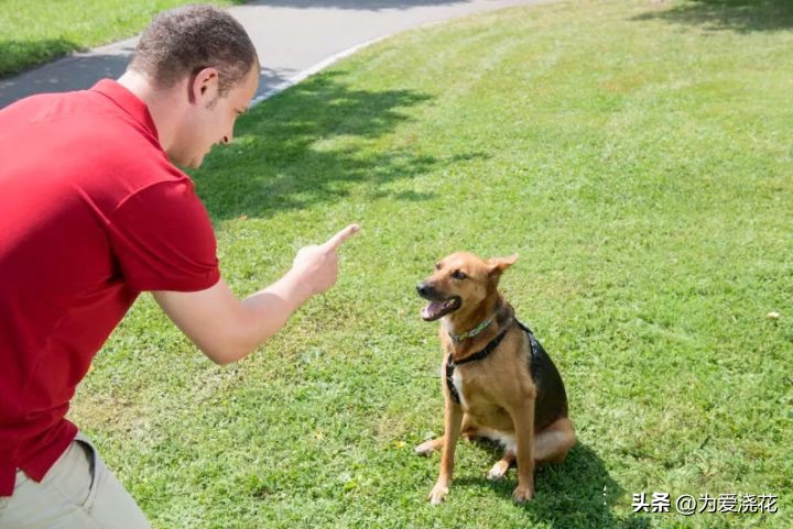 新手养宠物要注意些什么,饲养宠物的好处和坏处