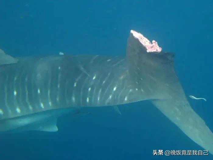 鲨鱼的鱼翅在哪里长出来的呢,鲨鱼鱼翅还能长出来吗